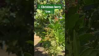 Our Christmas Berry tree is flowering and filled with bees. The goats love to eat the leaves