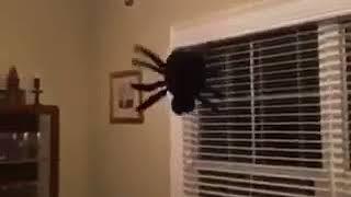 Halloween spider