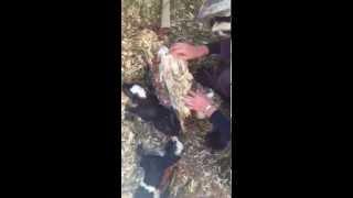 Sweet Meadow Farm: Warning Graphic, Milly the Goat giving birth