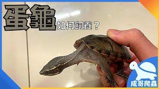 《寵物飼養教學》如何飼養「蛋龜」丨什麼是蛋龜？蛋龜的定義是什麼？蛋龜該如何飼養？丨成哥Chenge