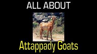 Attappady Goat - Breed Information