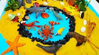 Meet the Sea Animals -  Learn Facts about animals- Tidepool Small World Diorama for kids