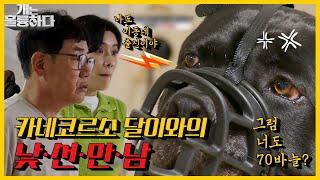 주먹 한 방에 70바늘... 대형사고로 이어진 카네코르소의 경계심 | [개는 훌륭하다/Dogs Are Incredible] | KBS 210621 방송