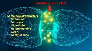 The SYNAPSE: chemical communication between neurons explained by Psychology Professor Bruce Hinrichs