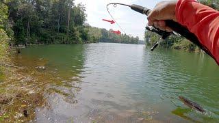 mancing ikan toman di spot yang penuh tantangan