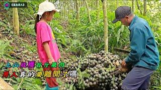 上山收穫百斤果肉，男人真的要離開了嗎《互為貴人》39