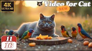 Cat TV for Cats – 4K Birds & Squirrels Video | relaxing Entertainment for Indoor Cats