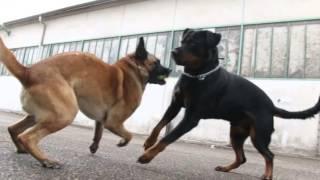 Rottweiler Vs Berger Belge Malinois