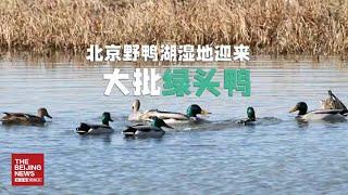 北京野鸭湖湿地首迎大批绿头鸭