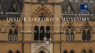 Inside the Oxford University Museum of Natural History