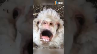 Animal Fundub Part 57  | Malayalam Fundub | ©Ji Talkz | Jijith Elamadu #malayalamfundub #shorts