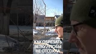 #обрезкадерева #обрезкаяблони #обрезкагруши #обрезкавишни #весенняяобрезкадеревьев #обрезканаурожай
