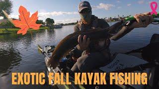 Kayak Fishing for Exotics in Wellington Florida!