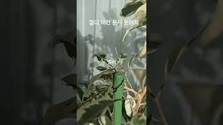 식물에 생긴벌레#솜깍지벌레#진딧물 #해충 #베란다정원 #마리의정원