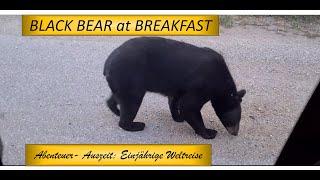 Abenteuer Weltreise   Schwarzbären zum Frühstück   Black Bear at breakfast