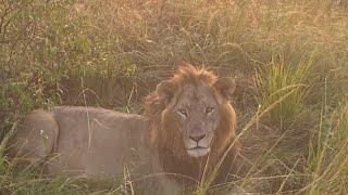 Entire lion family pride walking together and playing :)