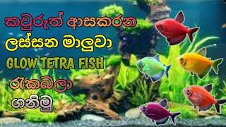 Glow Tetra Fish Care in Sinhala