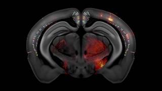 Allen Institute fine-tunes its 3-D mouse brain atlas