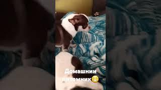 Домашнии питомник Мили Ванили!