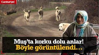 79 yaşındaki kadının korku dolu anları! Sokak köpeklerinin saldırısına uğradı, o anlar görüntülendi