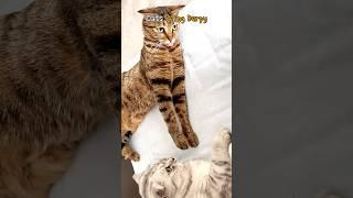 Cats Being Derpy