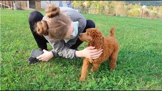 GOTCHA DAY: Red/Apricot Standard Poodle Puppy