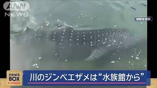 ジンベエザメは“水族館にいた個体”　離れた川で発見…一体なぜ？【スーパーJチャンネル】(2024年11月6日)