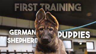 First Training Sessions with German Shepherd Puppy and MORE!