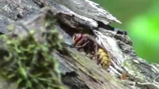 Insekten - Hautflügler - Hornisse (Vespa crabro) - Hornet - Video von KLAUS TAUX