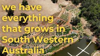 A tour of our Food Forest in South Western Australia