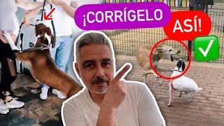 NUNCA  CORRIJAS A TU PERRO... | 4EverDogs