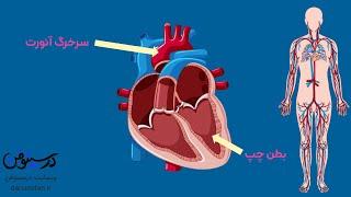 انیمیشنی جالب درباره ساختار قلب انسان | animation about the heart function