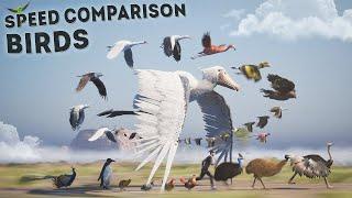 SPEED COMPARISON 3D | Birds 