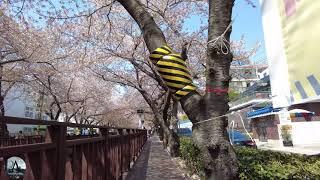 YEOJWACHEON ROMANCE BRIDGE,CHERRY BLOSSOM ON JINHAE CHANGWON S. KOREA