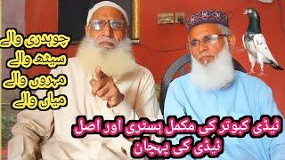 Teddy  kabootar ki History | shani pigeon club jallo