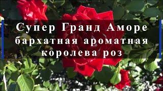 Супер Гранд Аморе - бархатная ароматная королева роз. Питомник растений Е. Иващенко