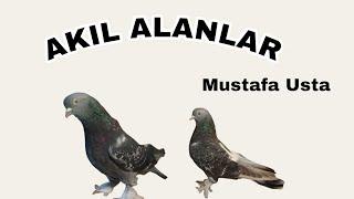 AKIL ALANLAR (MUSTAFA USTA)