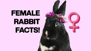 8 Facts about Female Rabbits You Should Know!