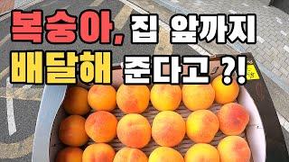 [재훈이네] 복숭아 흠과, 괴산이라면 배달해 준다고?!