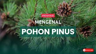 Mengenal Pohon Pinus