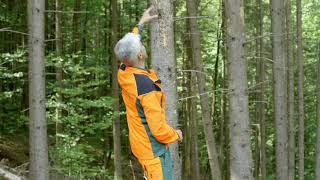 Borkenkäfer: erkennen und handeln | Tutorial der Bayerischen Staatsforsten