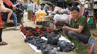 Robert sells birds and wild chickens. Green forest life