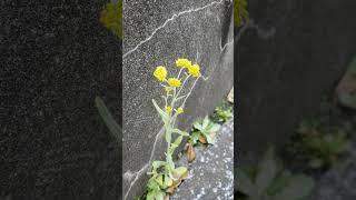 ハハコグサ。