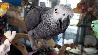 How to Transition a Parrot Into a New Home | MY NEW PARROT MEETS MY BIRDS