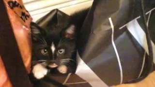 Kitten in a bag