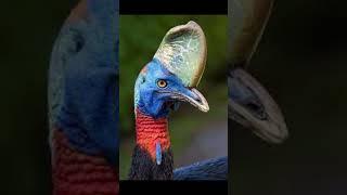 The Most Dangerous Bird in the World - The Cossawary #animals #birds #history #trending #viral