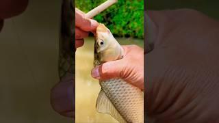 Surf fishing big carpfish!! carpfishing #carpfishing #fishing #shorts