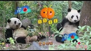 【花言叶语】为什么有的人爱发朋友圈 #熊猫花花 #自我成长 #熊猫小剧场 #和花和叶