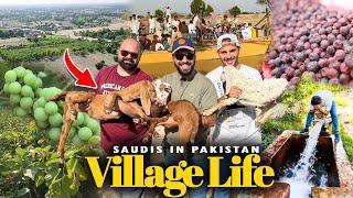 Enjoying Village Life in Pakistan  Falsay aur Mango kay Baagh | Nasser ko mili Saza 