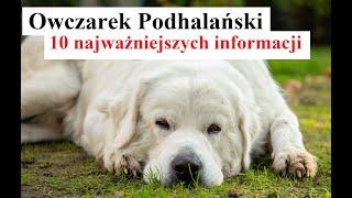 Owczarek Podhalański - 10 Najważniejszych Informacji